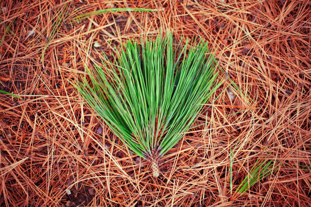 pine needles - eco-friendly packaging