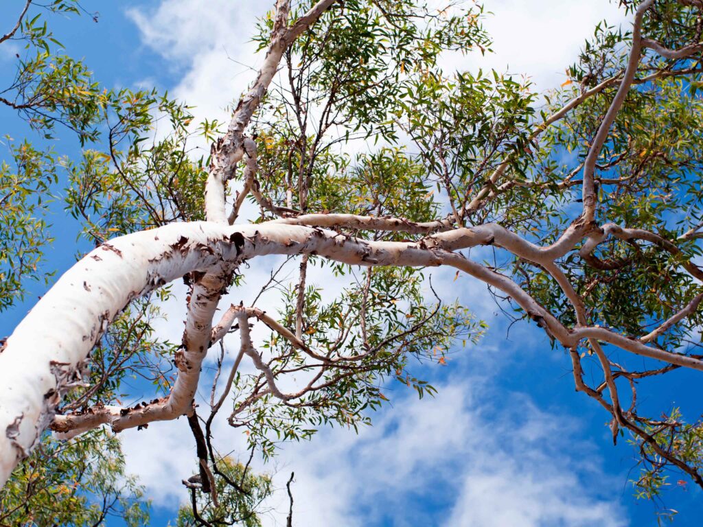 Embracing Eucalyptus: A Sustainable Revolution in Tissue Manufacturing