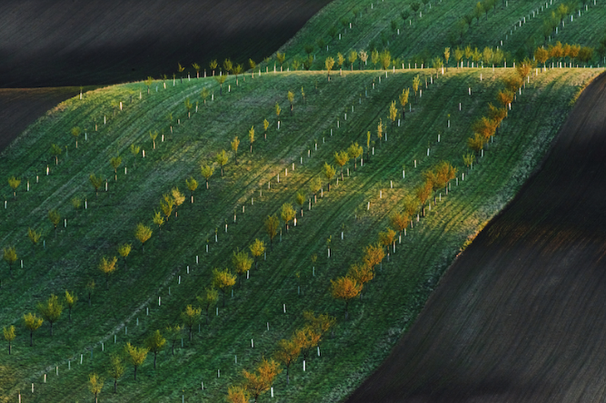 coniferous - paper traders in India